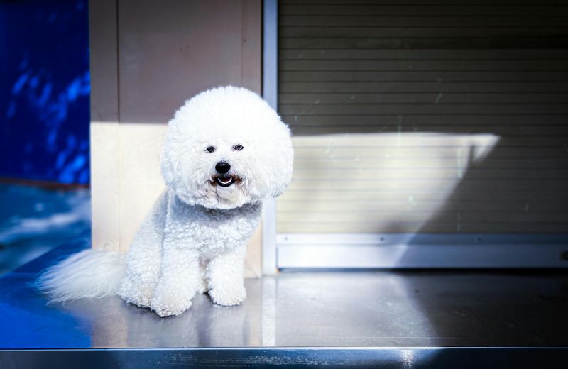 Bichon Frise