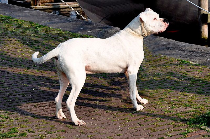 10 dogs that look intimidating from a distance - plus 2 gentle giants with equally loving personalities 10 Dogo Argentino