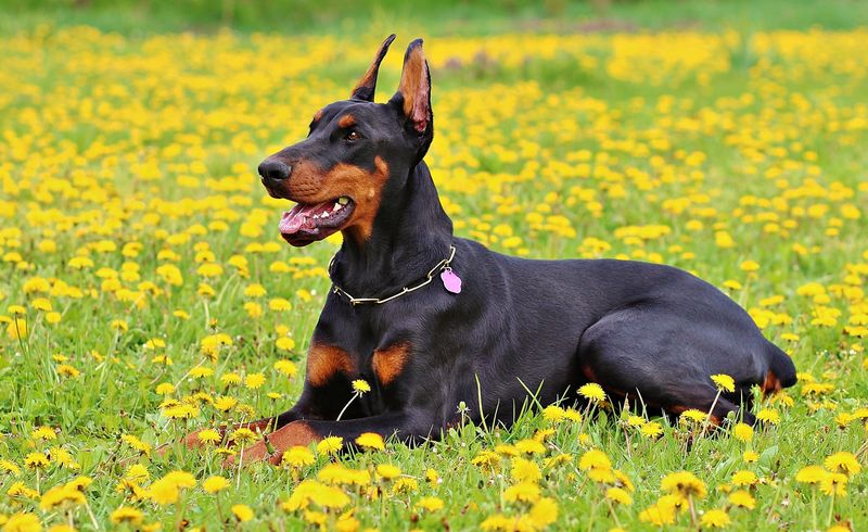 12 dog breeds that stay calm at home but become instantly alert outdoors 6 Doberman Pinscher