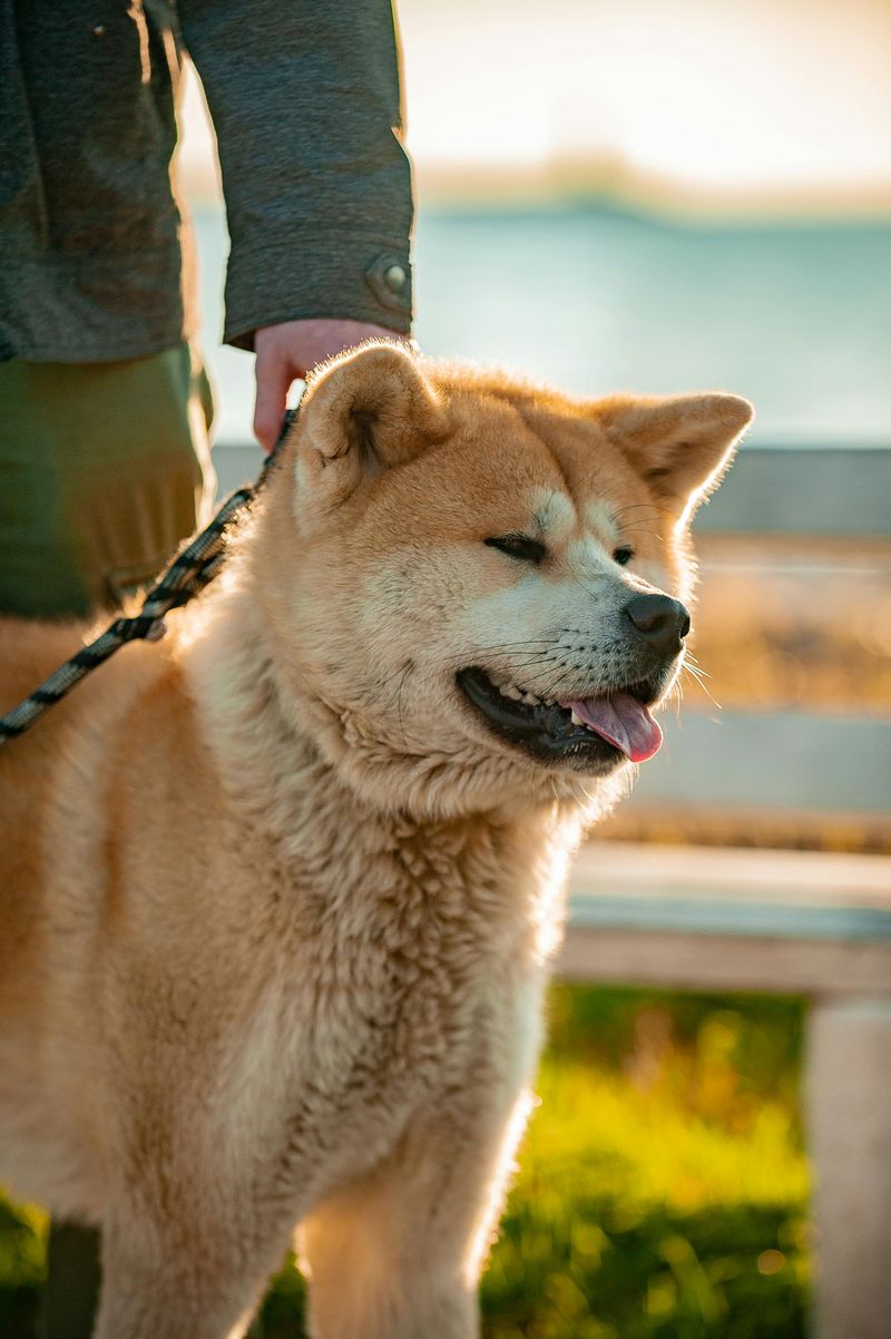 18 dog breeds that make “we’ll figure it out later” a terrible strategy 7 Akita