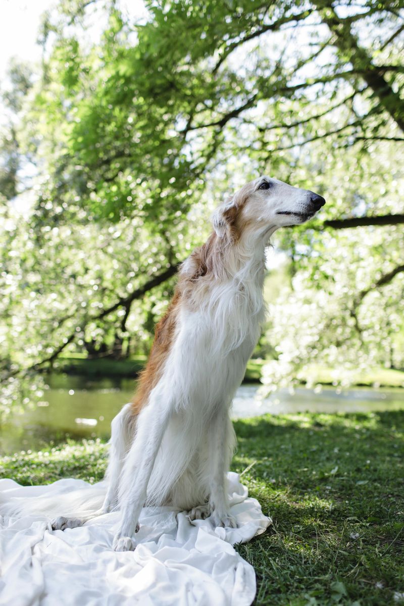 Borzoi