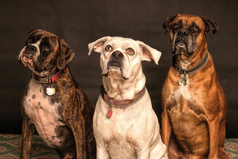 14 Overlooked Dog Breeds That Often Struggle to Get Adopted 9 Boxers