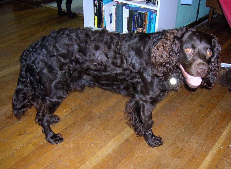 13 water-loving dog breeds that feel completely at home in lakes and oceans 9 American Water Spaniel