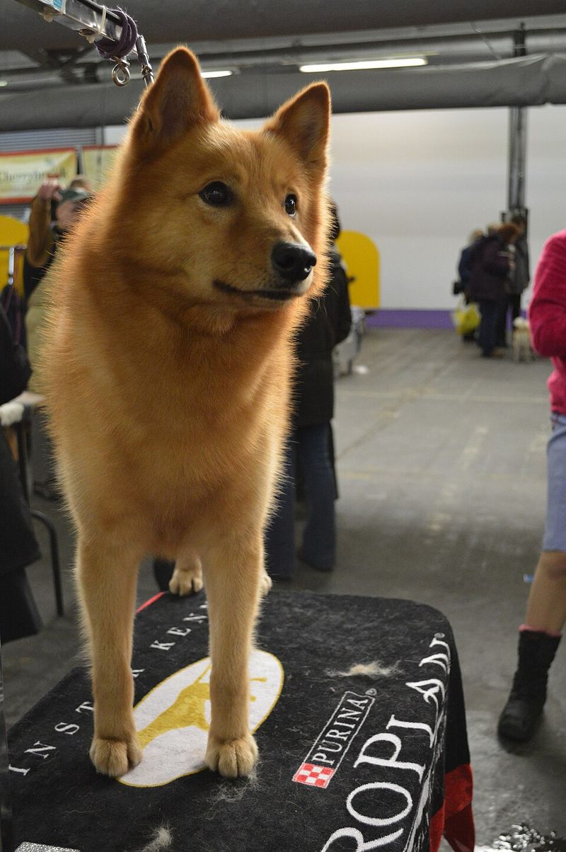 Finnish Spitz