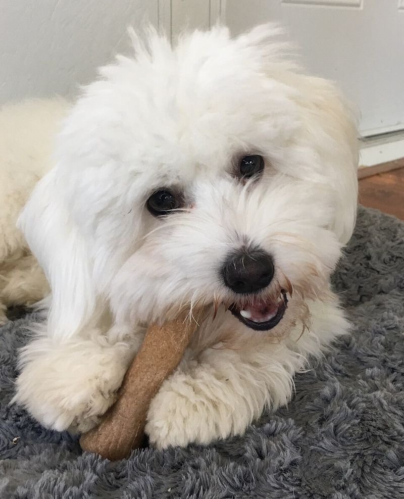 28 Small Dog Breeds Well-Suited for Apartment Living 17 Coton de Tulear