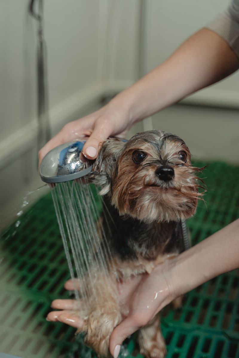 If your dog hates baths, these 9 changes make grooming day peaceful again 4 Swap the Spray for a Gentle Pour