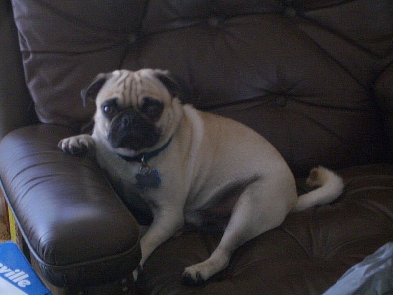 13 Dog Types That Turn Your Sofa Into Their Personal Throne 8 Pug