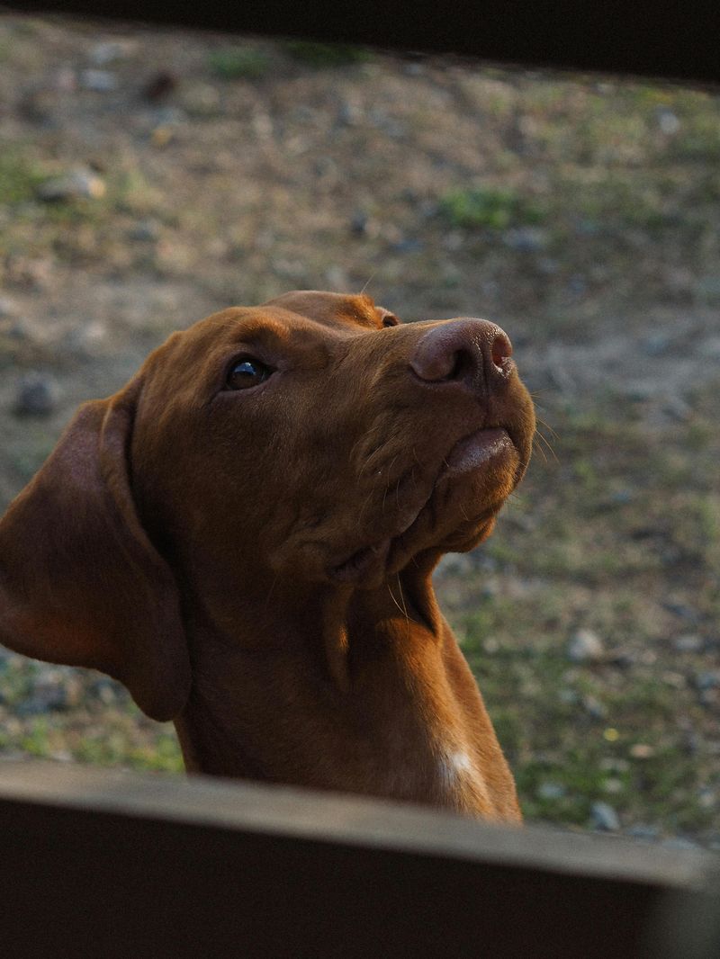18 dog breeds that become clingy when they sense you are stressed 5 Vizsla
