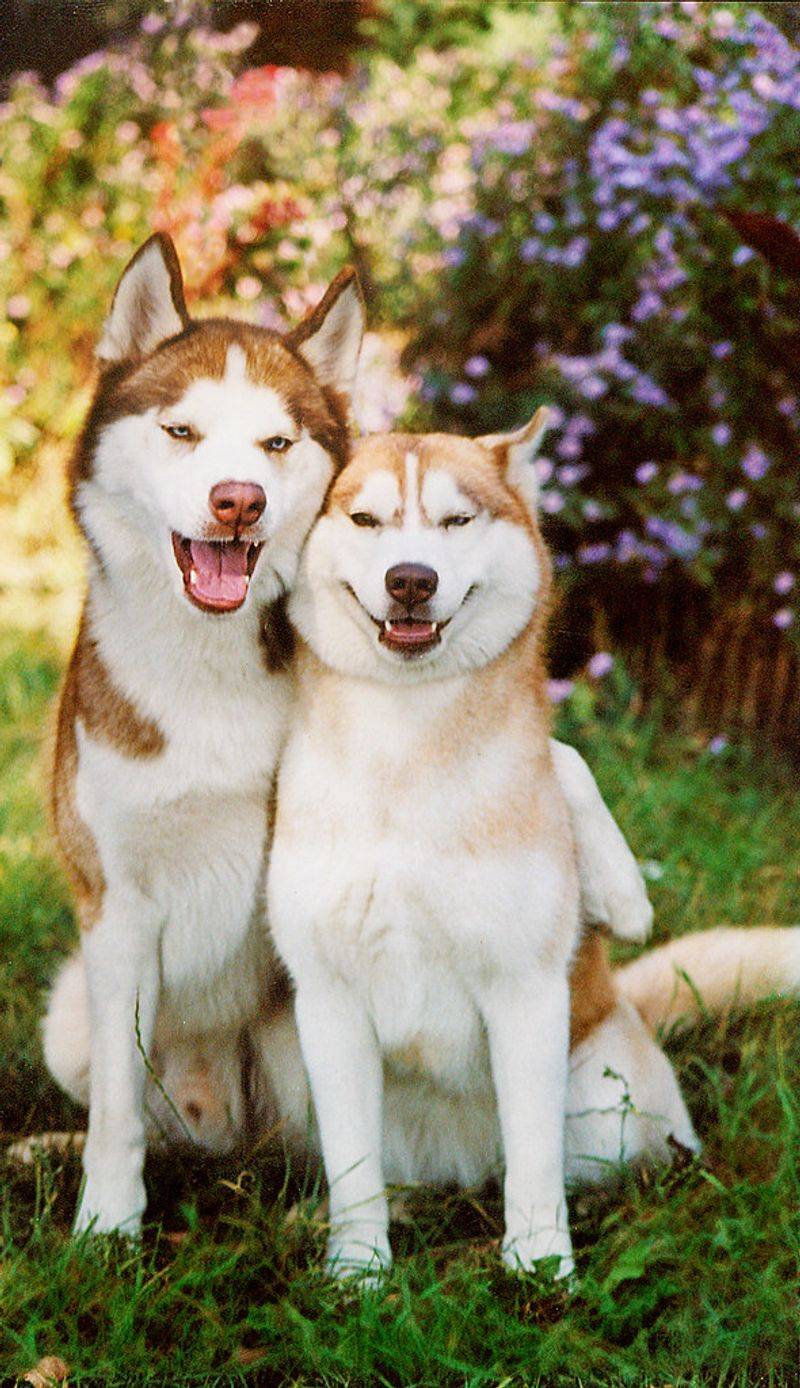 Living with these dog breeds can be incredibly rewarding - If you're ready for the challenge 6 Siberian Husky