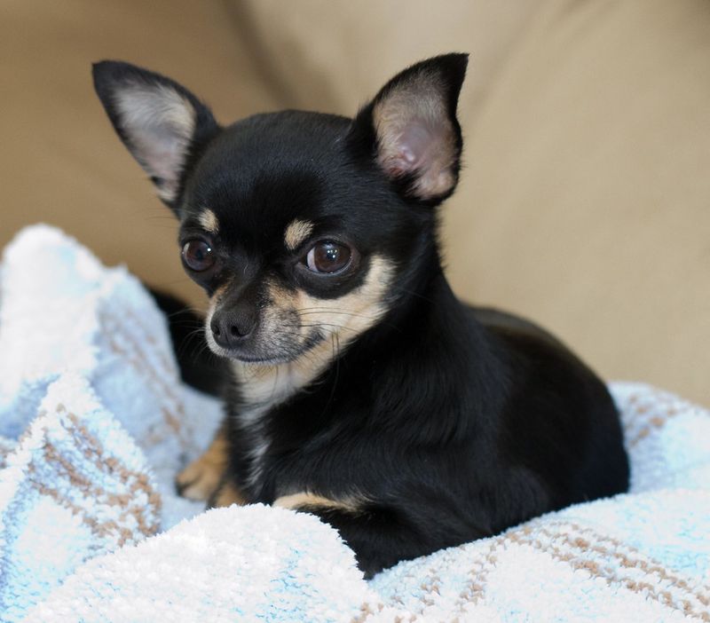 14 Dog Breeds That Think the Mail Carrier Is Their Greatest Rival 6 Chihuahua