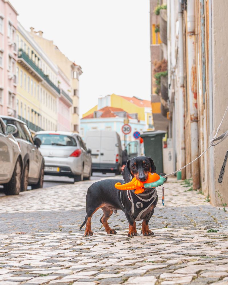 Cold mornings hit some breeds harder, and these 10 dogs really do need a coat 7 Dachshund
