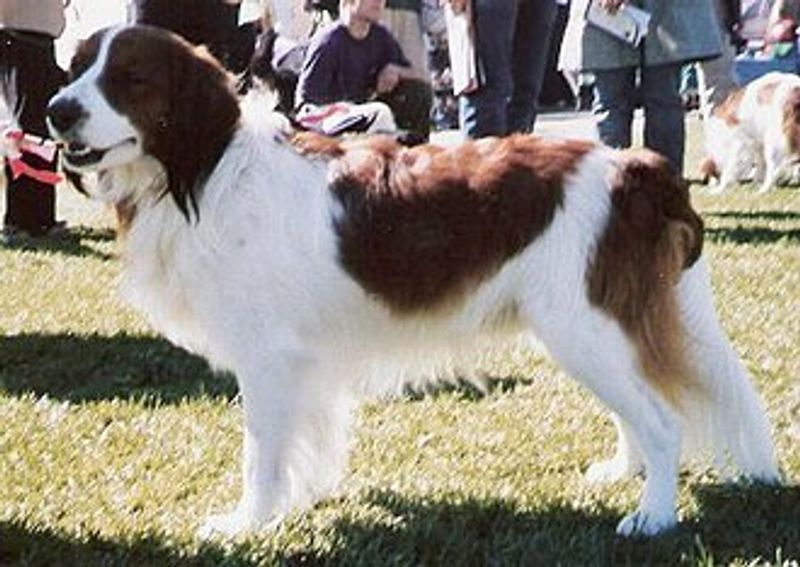 15 dog breeds that seem like they would be the stars of a long summer spent outdoors 16 Kooikerhondje