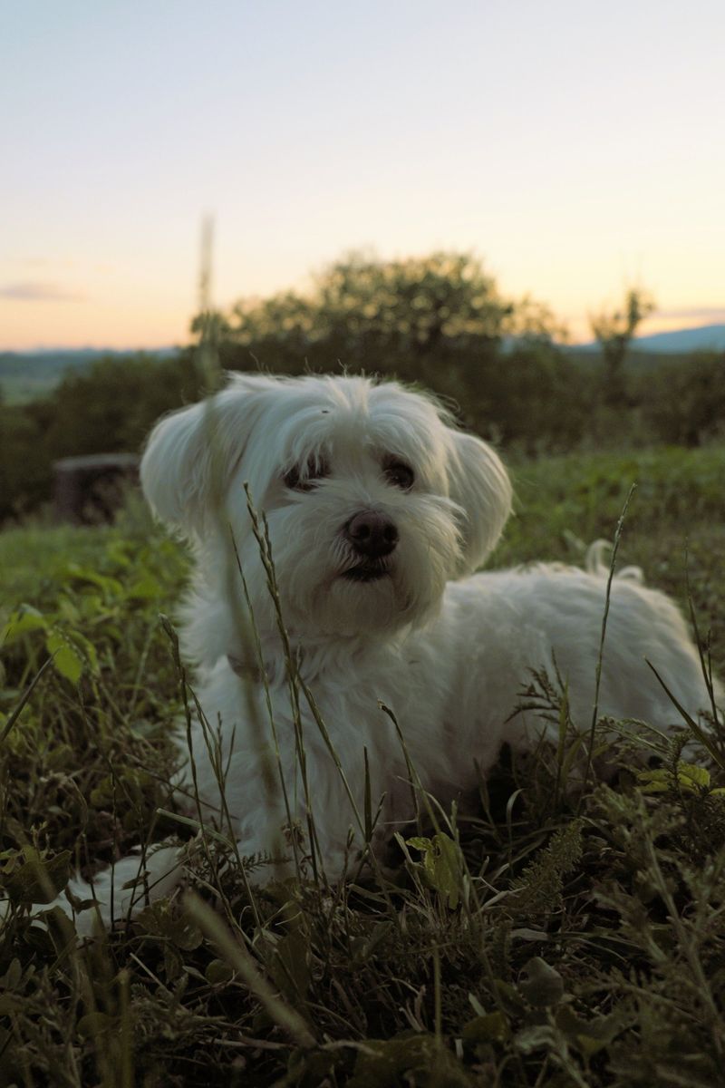 13 small dogs that combine big personalities with a love of human company 7 Maltese