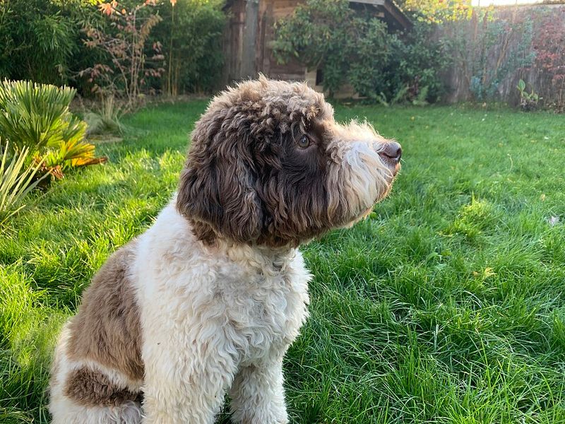 Many owners with allergies begin their search with these well-known dog breeds 9 Lagotto Romagnolo