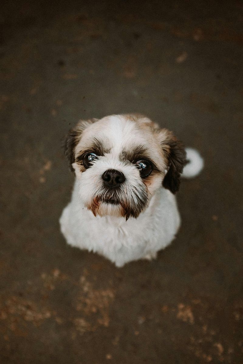 Shih Tzu