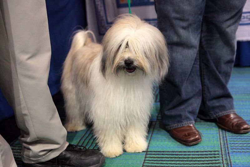 Tibetan Terrier