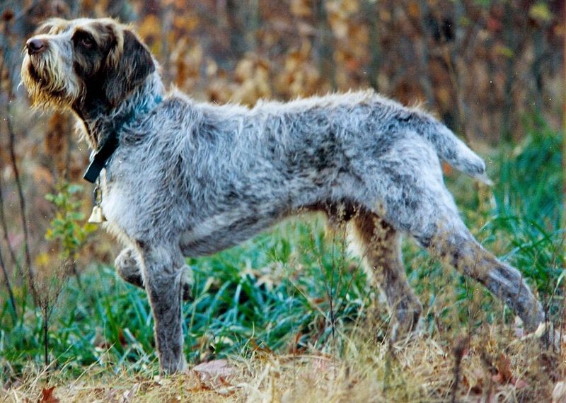 Spinone Italiano