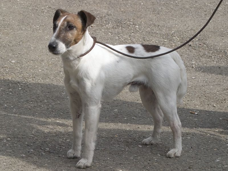 These 12 dogs bark so much owners sometimes feel like they’re living with alarms 8 Fox Terrier