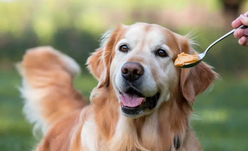 9 Scents Dogs Can’t Stand (And 5 They Absolutely Love) 12 Peanut Butter