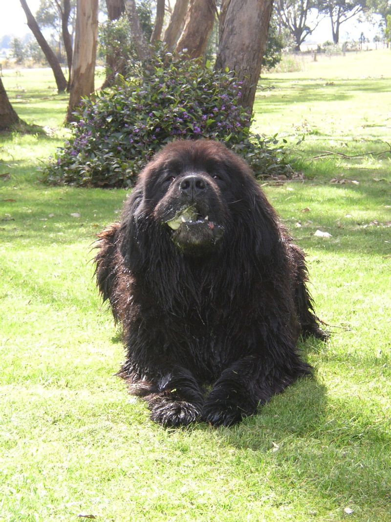 Looking for unwavering devotion? Start with these remarkable dog breeds 10 Newfoundland