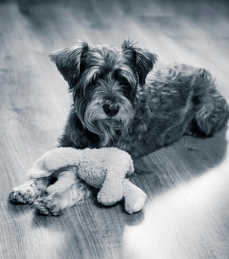 Miniature Schnauzer