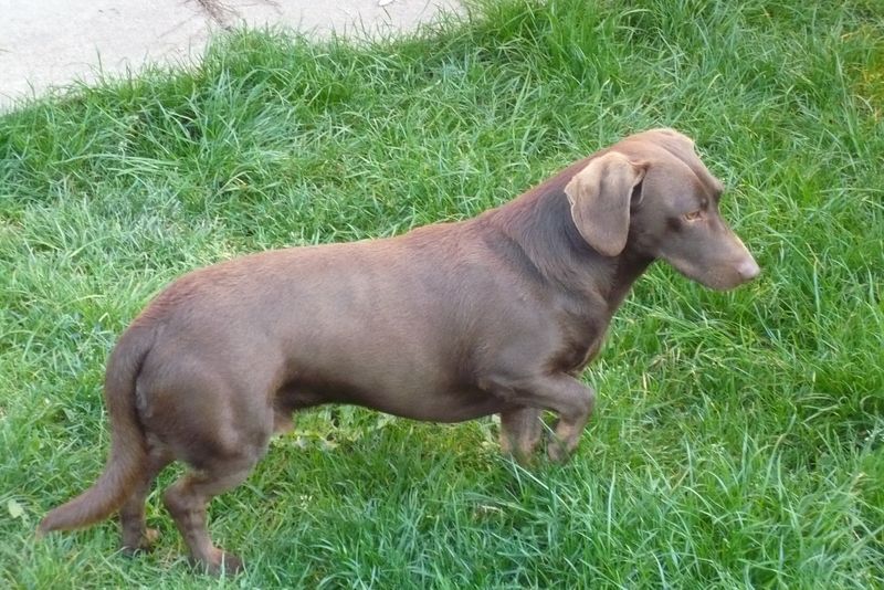 Dachshund