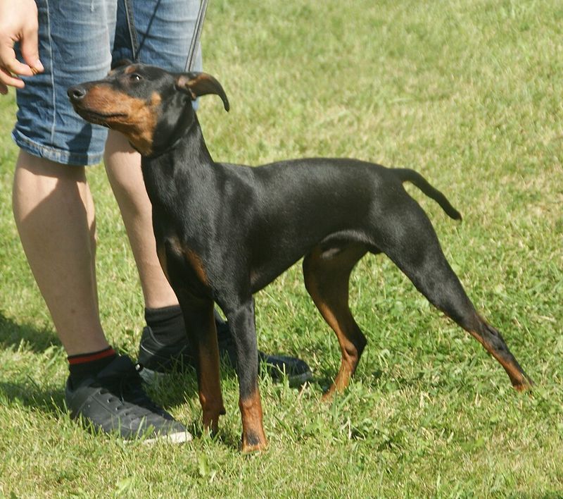 Looking for the Perfect Dog? Here Are 17 Breeds That Instantly Win Hearts 18 Manchester Terrier