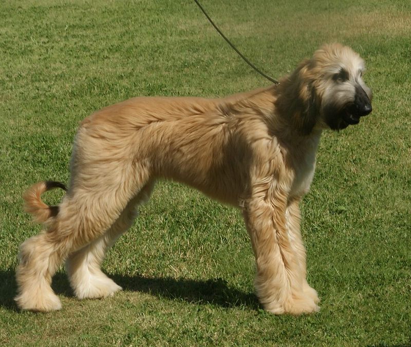 Afghan Hound
