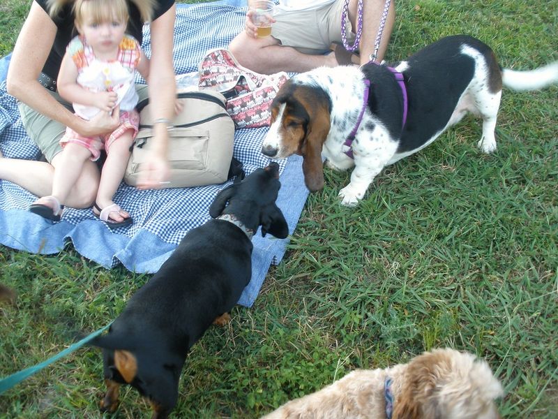 13 Dog Types That Hate Hot Weather And Need Extra Summer Care 10 Basset Hound