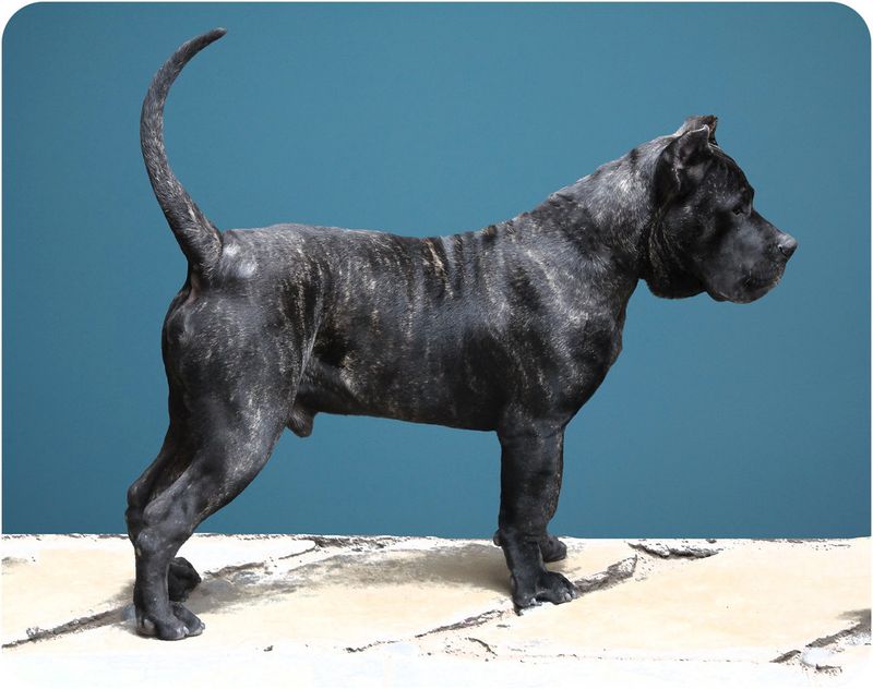 Presa Canario