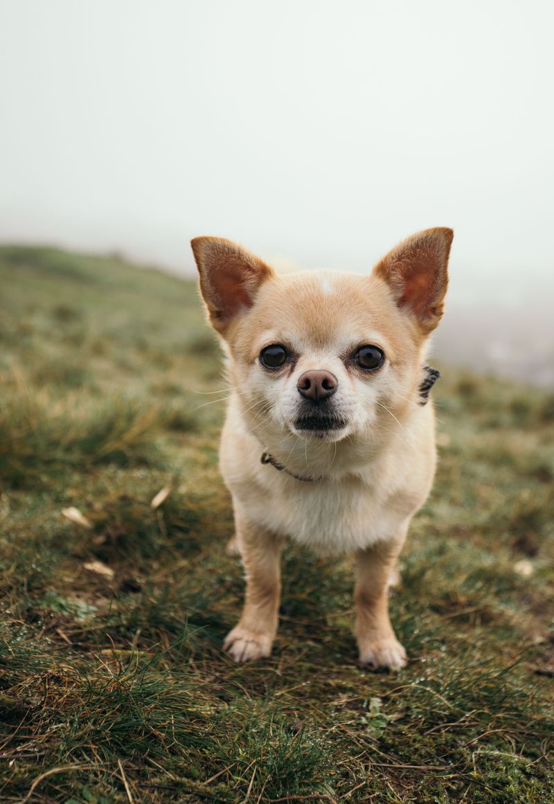 Once these 13 dog breeds choose their favorite person, everyone else becomes second best 7 Chihuahua