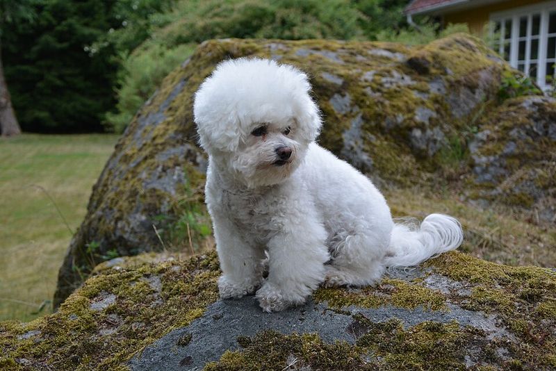 14 dog breeds whose unexpected ways of showing love will surprise you 13 Bichon Frise