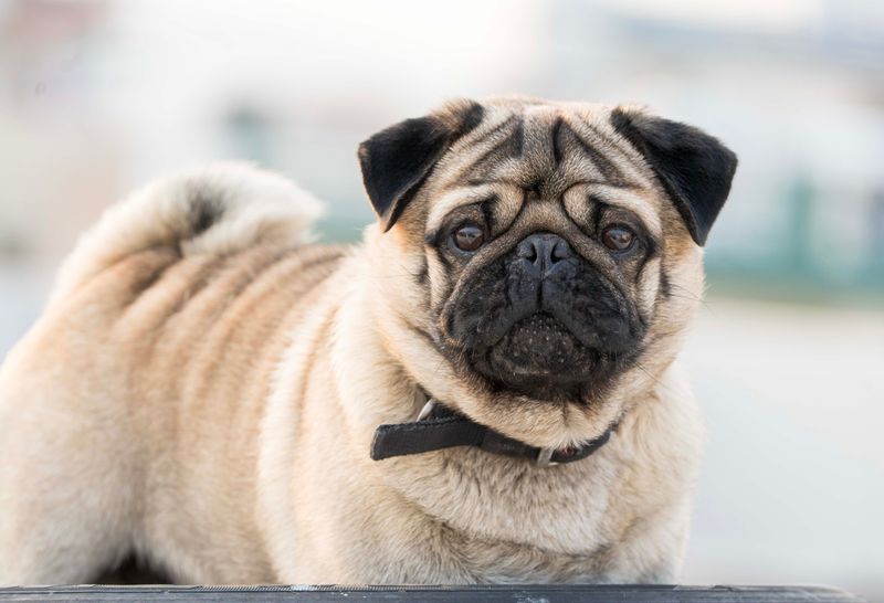 Pug