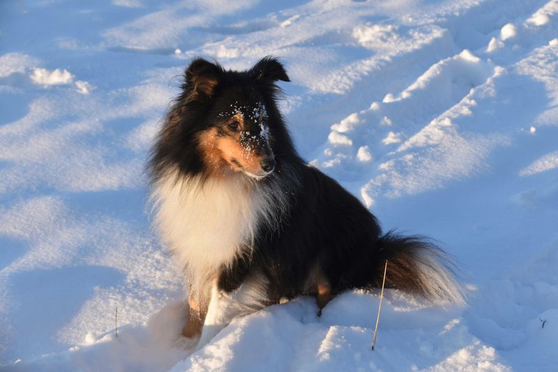 14 dogs that choose their person fast and never emotionally let go 14 Shetland Sheepdog