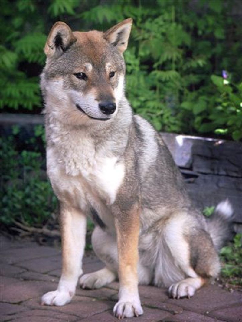 10 Dog Breeds That Are Truly Wolf-Like – And 5 That Only Look Wild 14 Shikoku