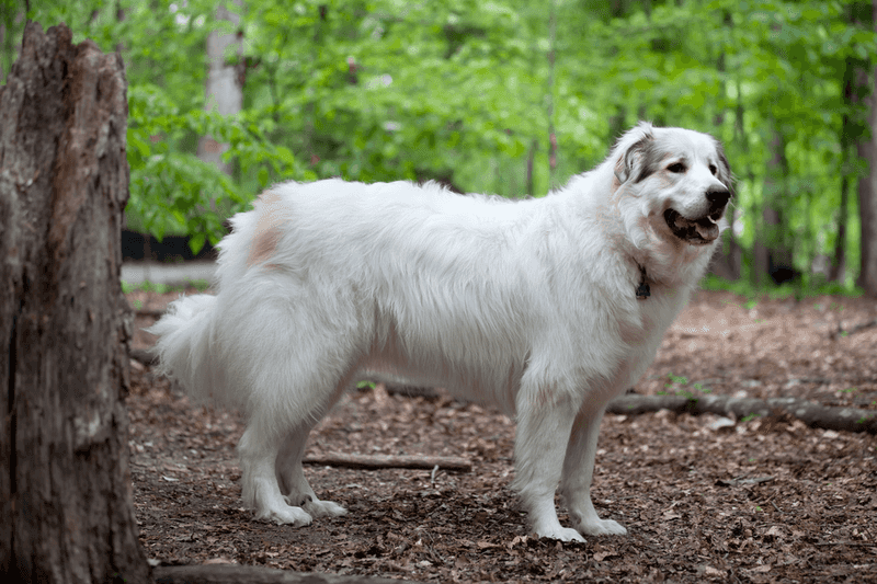 Loyalty is only half the story with these dogs - Their protective instincts can make the bond feel much bigger 10 Great Pyrenees