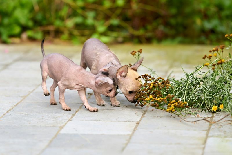 12 Breeds That Are More Sensitive to Touch Around the Neck and Shoulders - What to Use Instead 11 Xoloitzcuintli