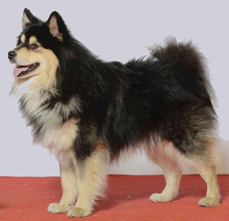 14 Dog Breeds That Can Turn a Bad Day Around With Just One Look 6 Finnish Lapphund