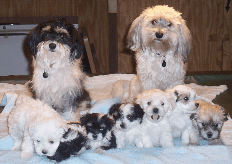 28 Dog Breeds Especially Devoted to Family Life 21 Havanese
