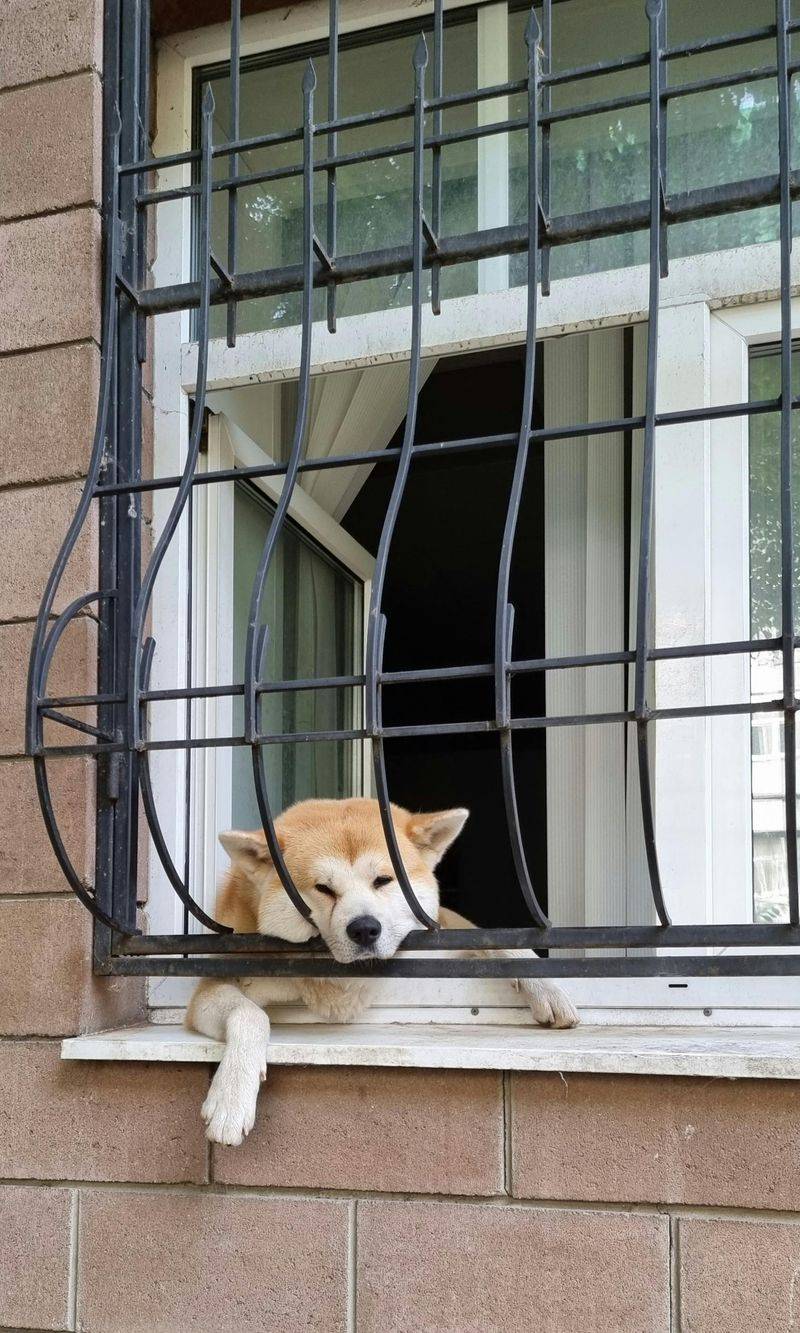 12 peaceful dogs with nighttime instincts that make owners feel safe 10 Akita