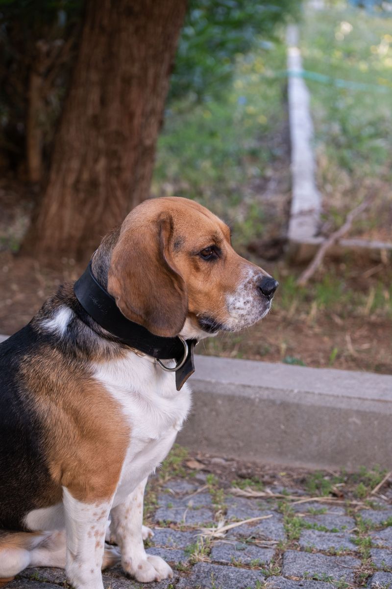 New surroundings rarely stop these adaptable dog breeds from finding their footing 9 Beagle