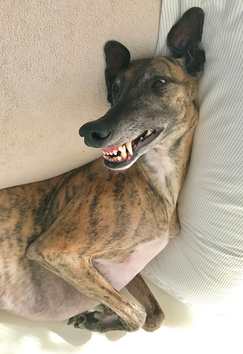 These dog breeds make apartment mornings much quieter than people expect 3 Greyhound