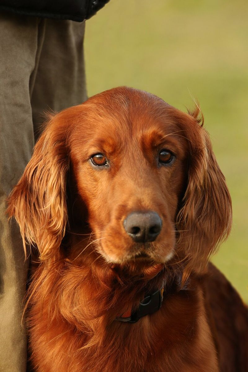 11 Dog Breeds That Pose for Photos Like They’re Born Influencers 11 Irish Setter