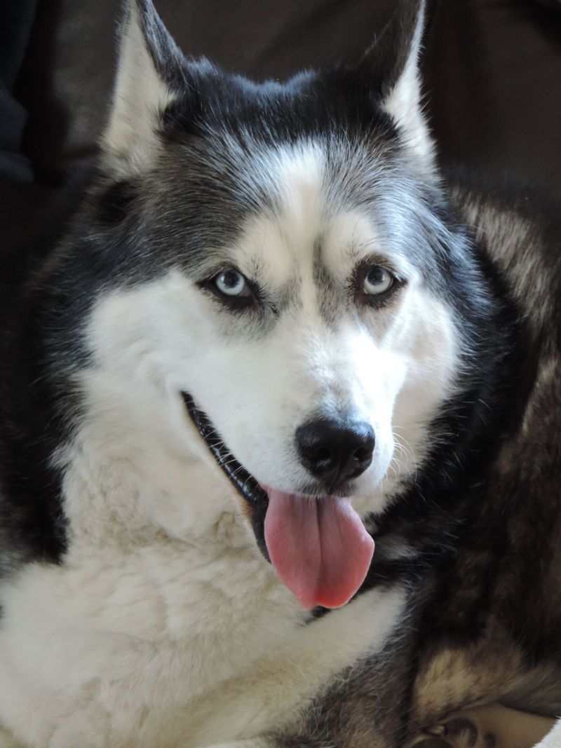 These 10 dog breeds keep going viral for good reason – plus 2 rising internet favorites 8 Siberian Husky