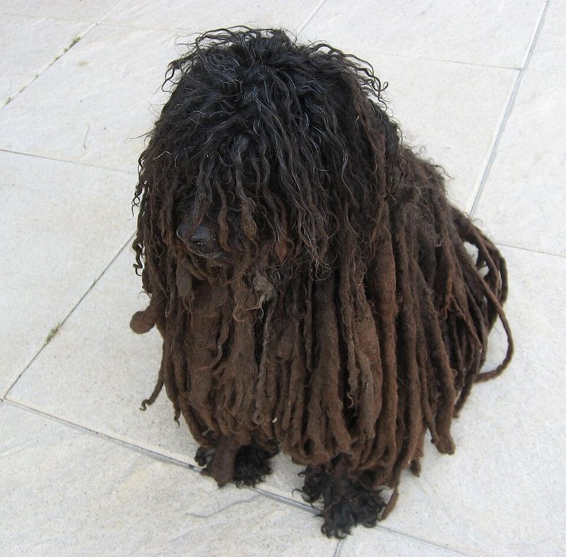 A gorgeous coat is only part of the story with these 14 remarkable dog breeds 8 Puli