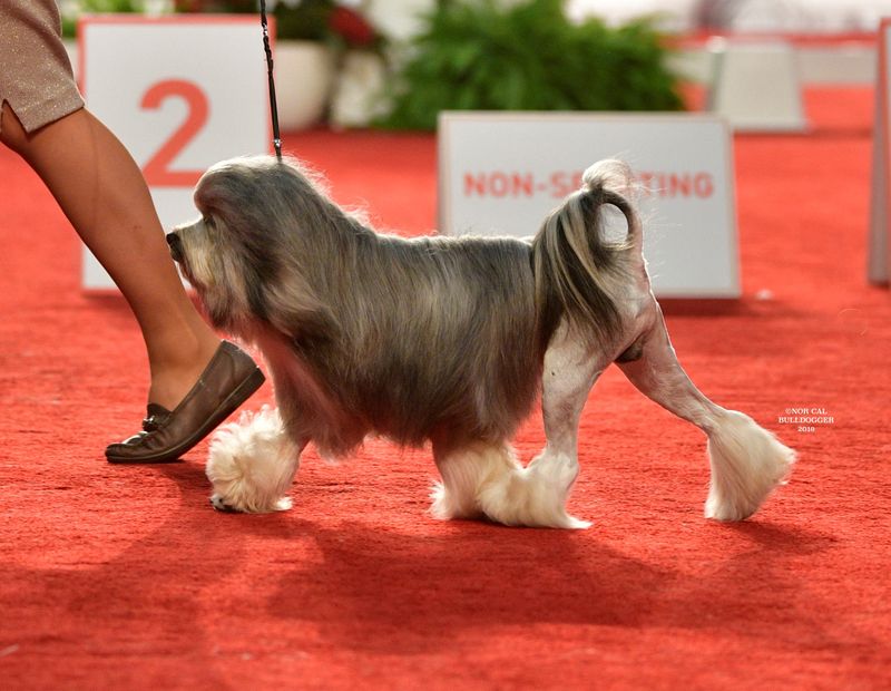 24 Most Expensive Dog Breeds and Why They Cost So Much 5 Löwchen