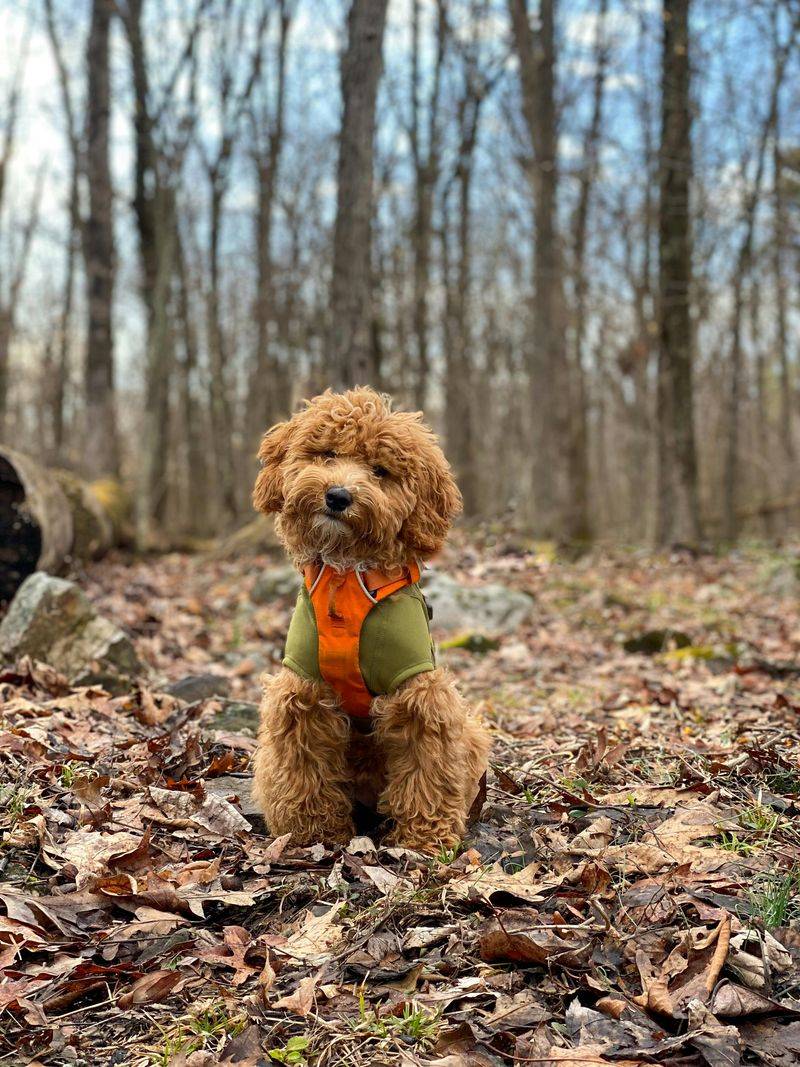 Poodle