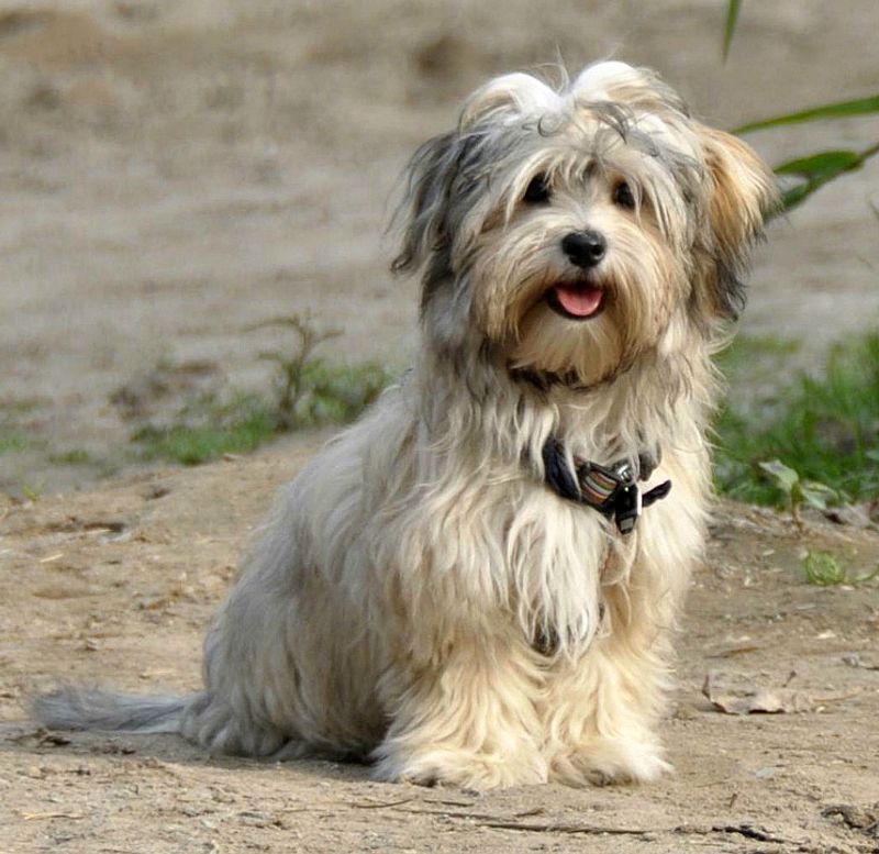 11 loyal companion dogs that thrive with solo owners 3 Havanese