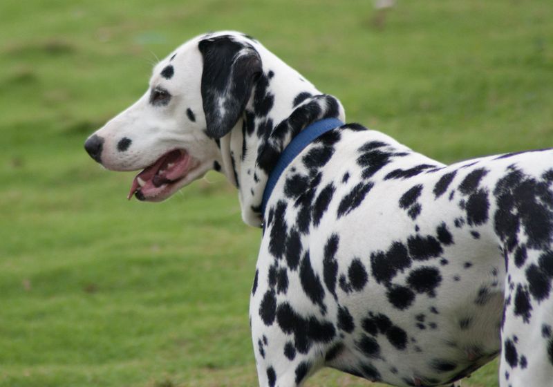 Dalmatian