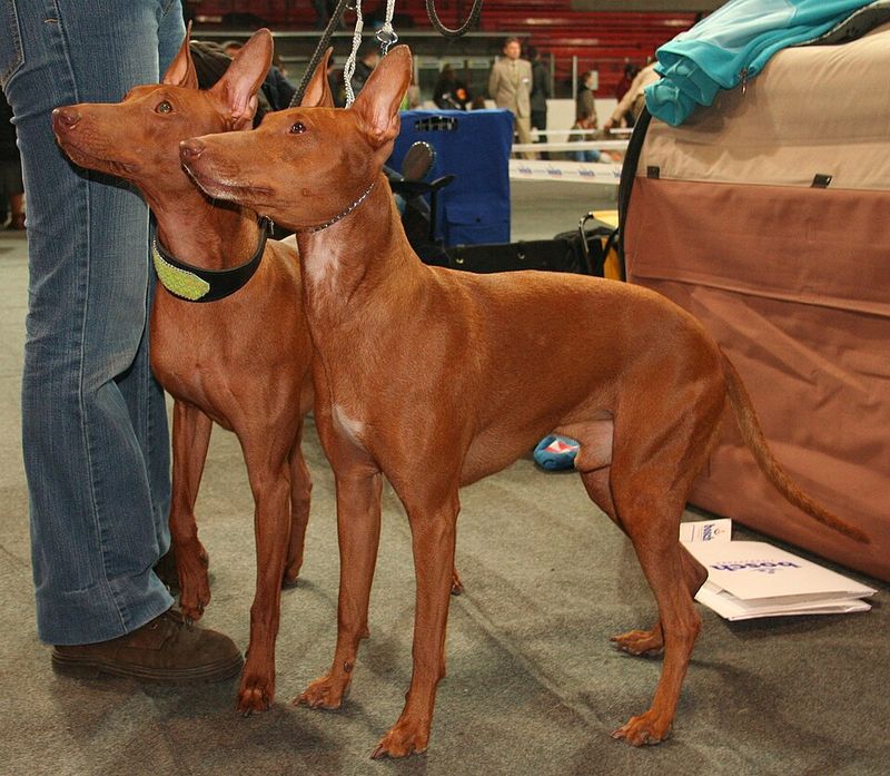 11 Dog Breeds That Commonly Struggle With Car Rides - What To Fix Before the Next Trip 7 Cirneco dell’Etna